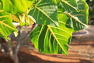 《DOTA2》7.34游戏性更新发布